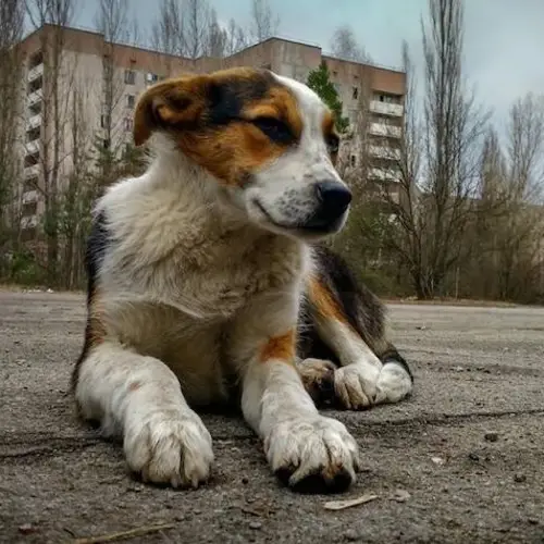 40 Years After Nuclear Disaster, Chernobyl's Dogs Are Now Genetically Distinct