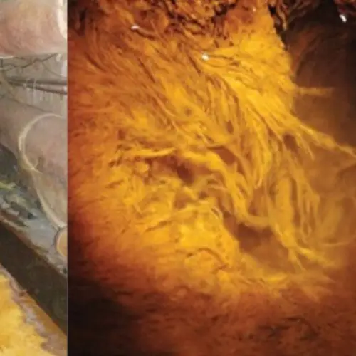 Researchers Find 'Alien' Life Forms In An Abandoned Uranium Mine In Germany