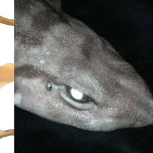 A New Species Of Deep-Sea Demon Shark With Bright White Eyes Was Just Discovered In Australia