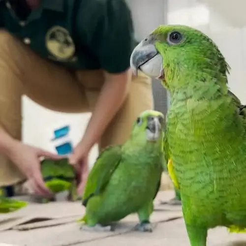 A Man Was Caught Trying To Smuggle Parrot Eggs When They Hatched In The Airport