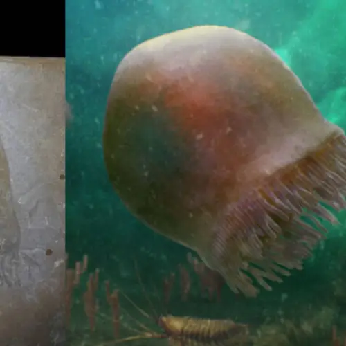 Scientists Just Discovered The Fossils Of 500-Million-Year-Old Jellyfish That May Be The Oldest Ever Found
