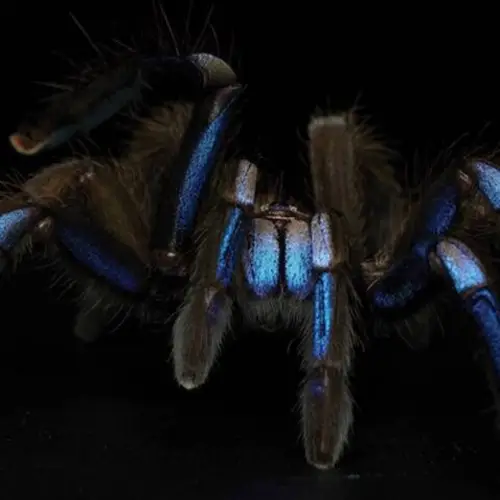 New Electric Blue Tarantula Species Discovered In Thailand