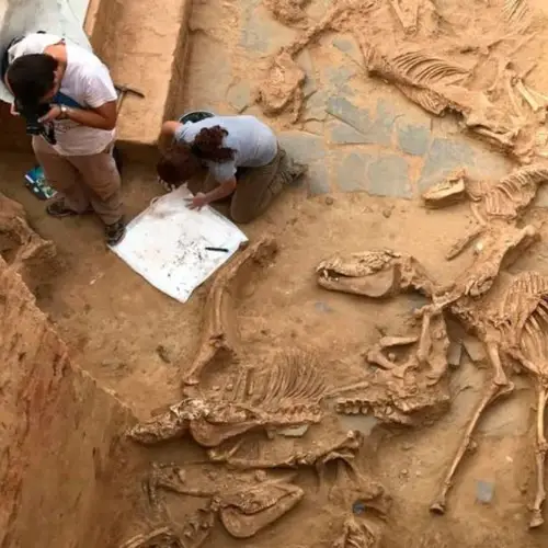 Archaeologists Discover Thousands Of Animal Bones In An Iron Age Sacrifice Pit In Spain