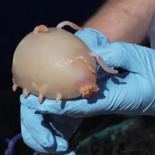 Scientists Just Discovered 100 New Species In An Oceanic Rift Off Of New Zealand's Coast