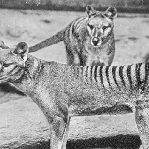 'Incredible Scientific Leaps': Researchers Are Close To Bringing The Tasmanian Tiger Back From Extinction