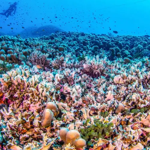 Scientists Have Discovered The Single Largest Coral Organism On Earth Near The Solomon Islands