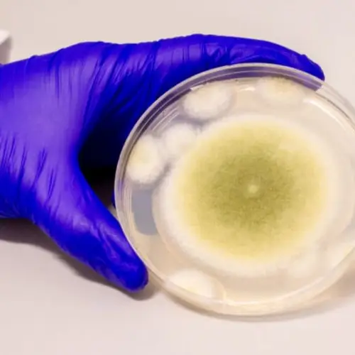 The Fungus That May Have Caused The 'Curse Of King Tut's Tomb' Just Showed Promising Results In Treating Cancer