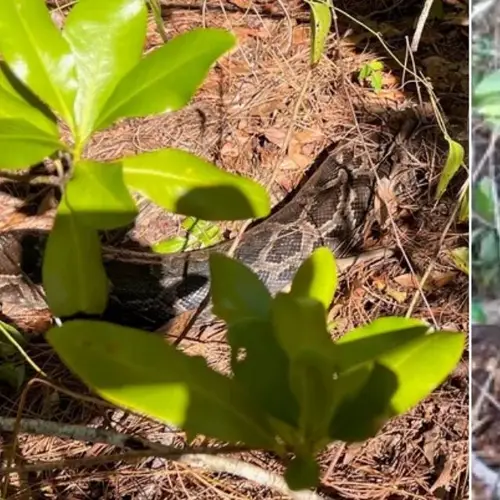 A Bobcat In Florida Killed And Ate A 13-Foot Python For The First Time On Record