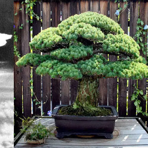 Inside The Atomic Bombings Of Hiroshima And Nagasaki That Helped End World War II