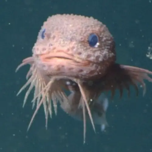 Scientists Discovered This 'Adorable' Deep-Sea Snailfish Off The California Coast