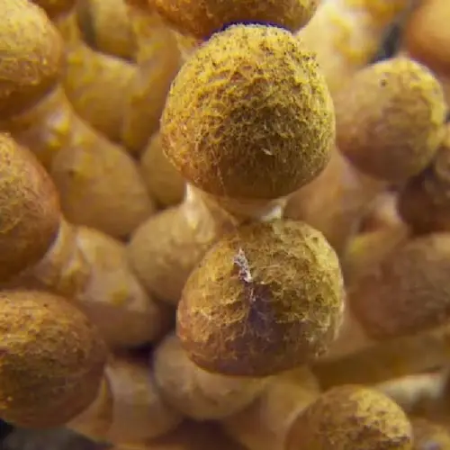 Oregon's Humongous Fungus: The Incredible Story Of The Largest Organism In The World