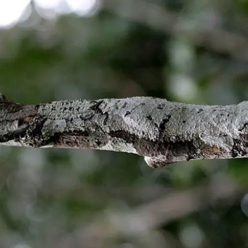 27 Animals That Don't Think You Can See Them