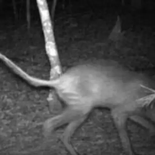 Inside The Chupacabra Legend And Its Stories Of Blood-Sucking Terror
