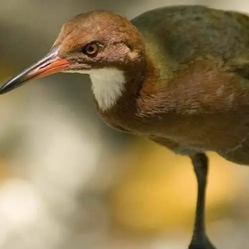 Scientists Find Aldabra Rail Bird That Went Extinct And Then Re-Evolved Back Into Existence