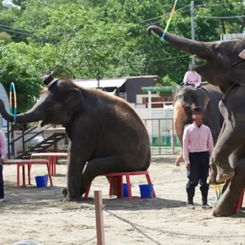 World Animal Protection Group Uncovers Horrible Mistreatment At Hundreds Of Zoos And Aquariums