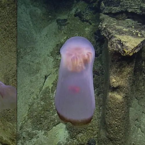 Mind-Bending Jellyfish Species Captured Shape-Shifting At 2,500 Feet Below The Pacific