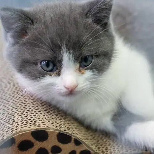 Grieving Cat Owner Drops $35,000 To Create China's First Cloned Kitten