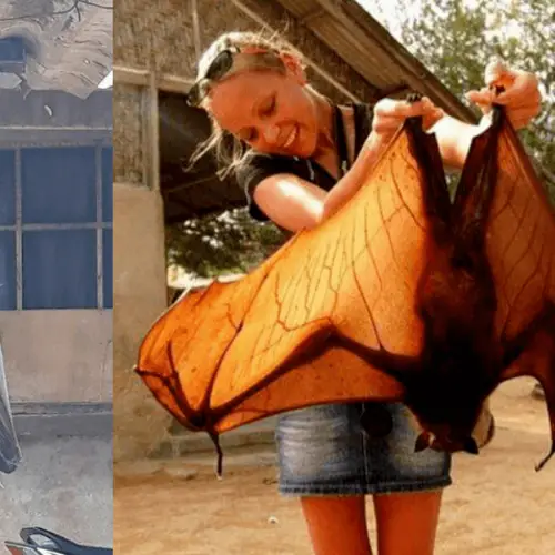Meet The Biggest Bat In The World, The Golden-Crowned Flying Fox