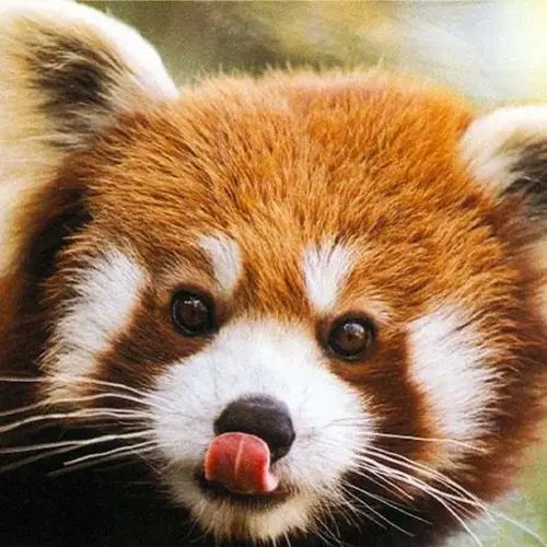 The Seven Cutest Animals In The World You've Never Seen