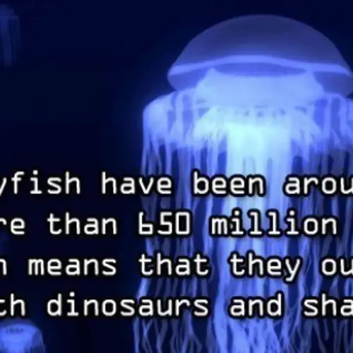 Ten Amazing Facts About Ocean Animals