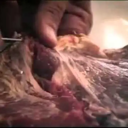 The World's Most Bizarre Art