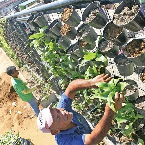 Vertical Gardens, An "Up" And Coming Green Trend