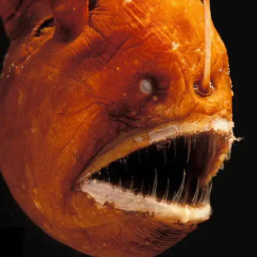 7 Real-Life Sea Animals That Look Like H.P. Lovecraft Creations
