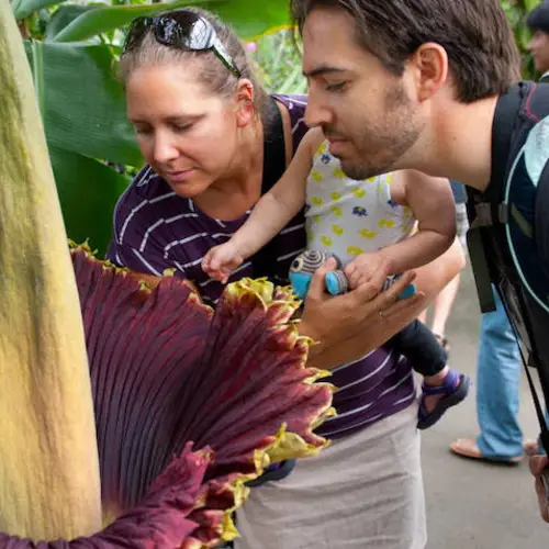 Stop And Smell The Corpse Flower, The Biggest Flower In The World