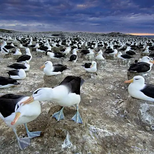 20 Spellbinding Animal Migration Photos