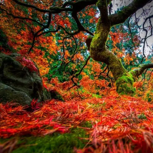 Portland's Breathtaking Japanese Gardens