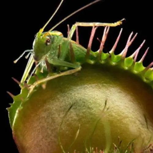 5 Carnivorous Plants You Wouldn't Want To Mess With