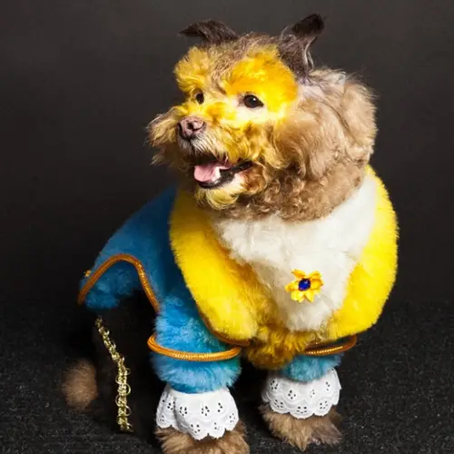 Paul Nathan: Capturing The World Of Creative Dog Grooming