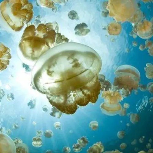 Jellyfish Lake And The Daily Dance Of 5 Million Golden Jellyfish