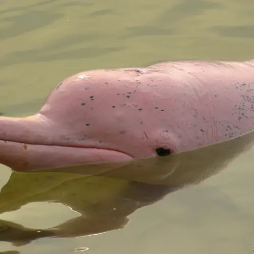 The Animal Kingdom's Most Fascinatingly Bizarre Color Mutations