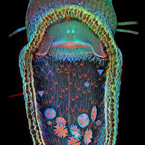 The 2013 Winners Of Olympus BioScapes' Microscopic Photography Contest