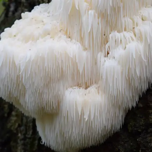 The 9 Weirdest Mushroom And Fungi Species In The World