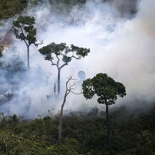 25 Amazing Rainforest Facts You've Never Heard