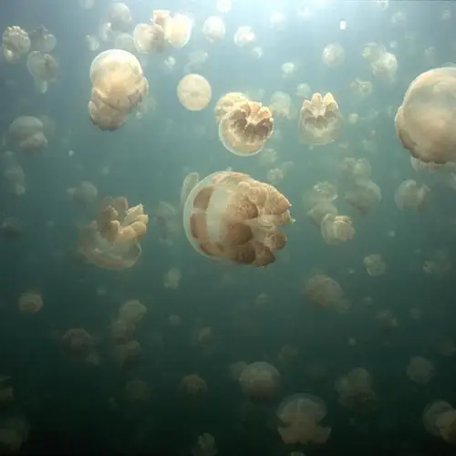 Natural Phenomena That Science Has Trouble Explaining