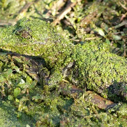 Animal Camouflage: When Survival Meets Beauty