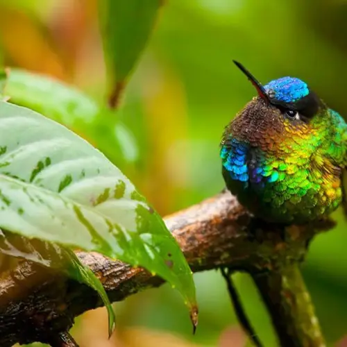 Hummingbirds Pack A Colorful Punch