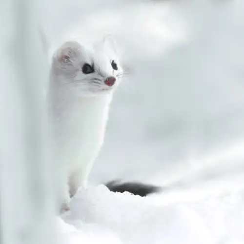 Surviving Winter In The Arctic: Animal Adaptations
