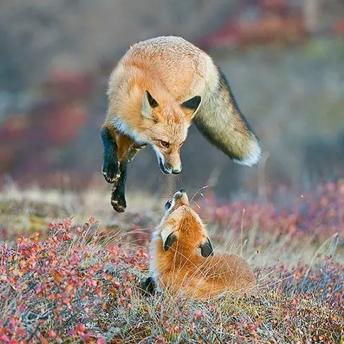 We Found The Most Stunning Nature Photography of 2014