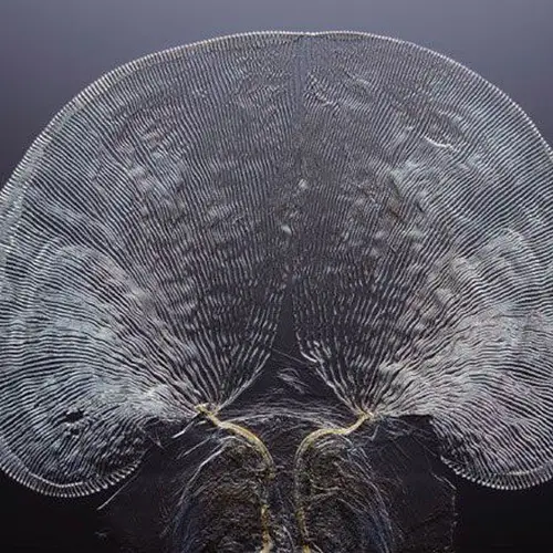 Microscopic Nature: Winners Of The 2014 Olympus Bioscapes Competition