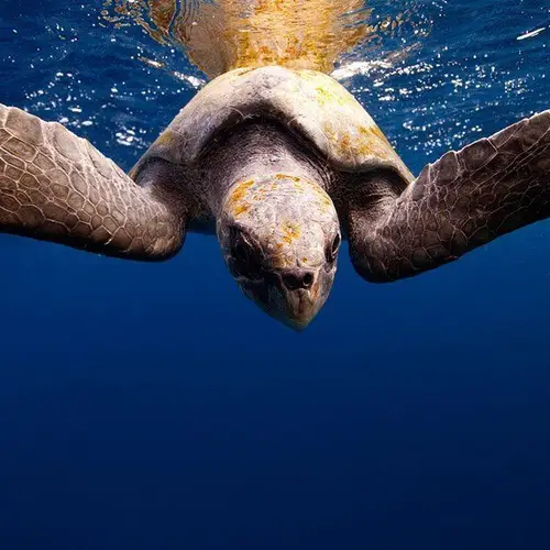 Go Below Sea Level With These Gorgeous Underwater Pictures