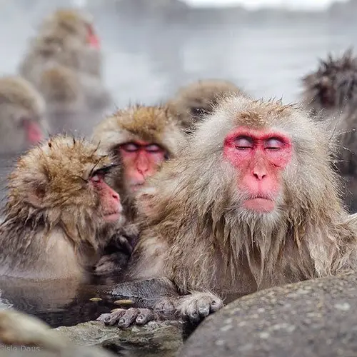 Jigokudani Monkey Park: Where Snow Monkeys Go To Hot Tub