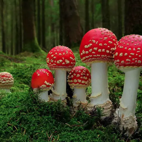 Colorful, Mystical And (Sometimes) Fatal: 31 Photos Of The World's Coolest Mushrooms