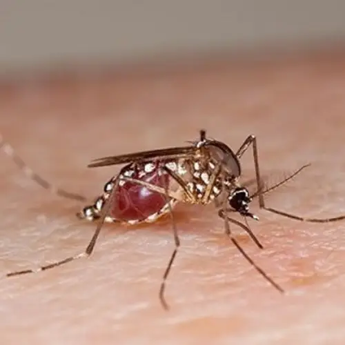 Genetically Modified Mosquitoes: Fighting A Mosquito-Borne Epidemic From Within