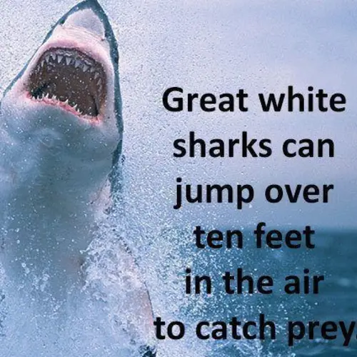 28 Interesting Shark Facts That Reveal The Ocean's Most Dominant Predator