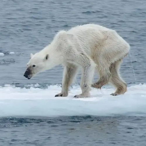 Photo Of The Day: An Emaciated Polar Bear Reveals Its Species' Grim Future