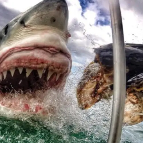 The 33 Best GoPro Photos Ever Taken Will Make Your Jaw Drop